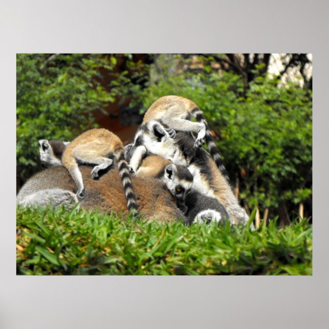 Playful baby Ring tailed Lemurs Poster (Front)