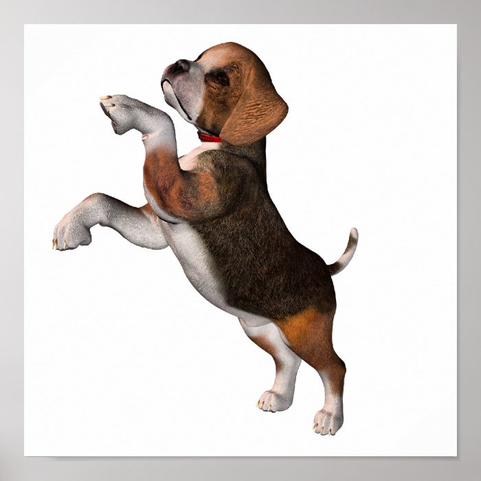 Playful Beagle Poster