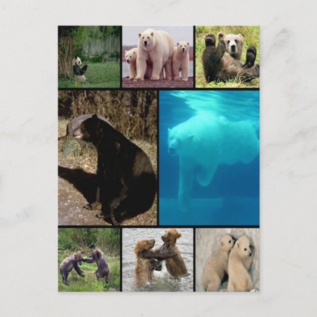 Playful Bears Postcard (Front)