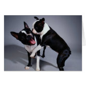 Playful Boston Terriers (Front Horizontal)