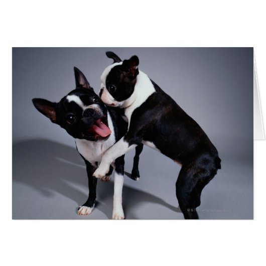Playful Boston Terriers Cards (Front Horizontal)