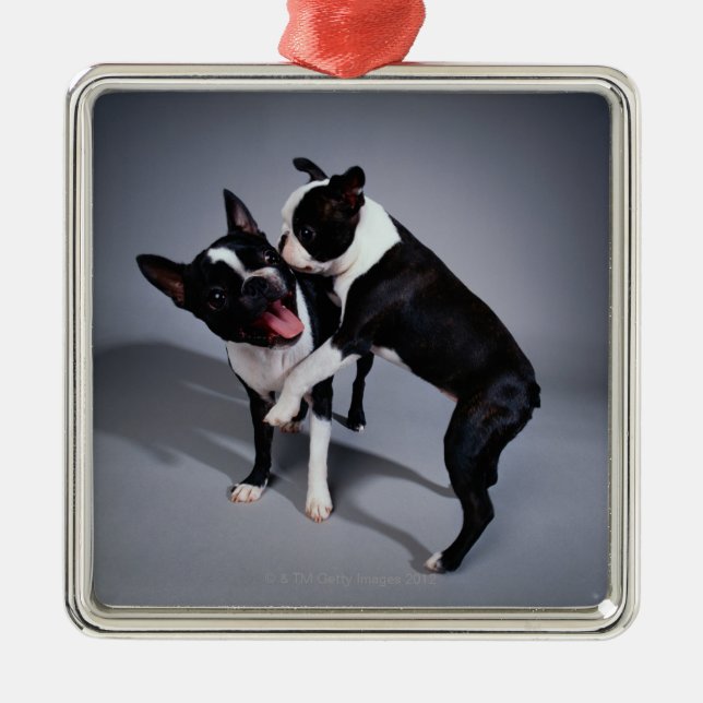 Playful Boston Terriers Metal Ornament (Front)