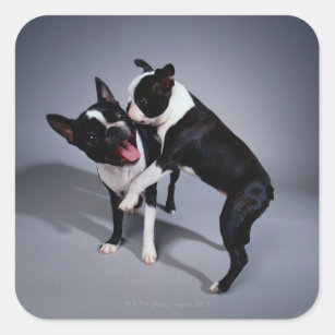Playful Boston Terriers Square Sticker