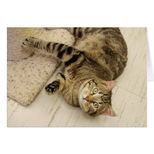 Playful Cat Cards (Front Horizontal)