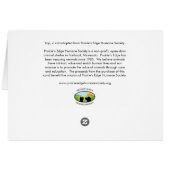 Playful Cat Cards (Back Horizontal)