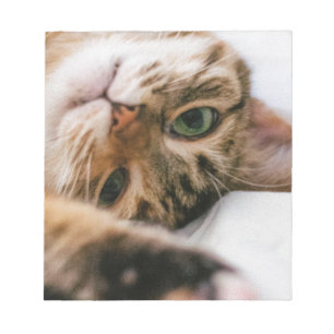 playful cat notepad