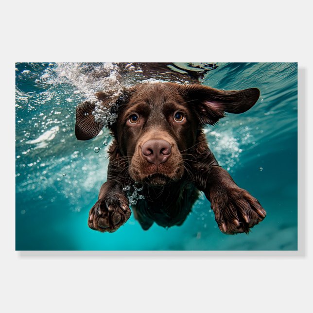 Playful Chocolate Labrador Swimming Underwater Foam Board (Front)