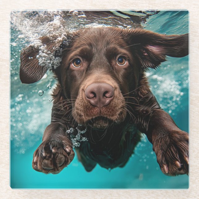 Playful Chocolate Labrador Swimming Underwater Glass Coaster (Front)