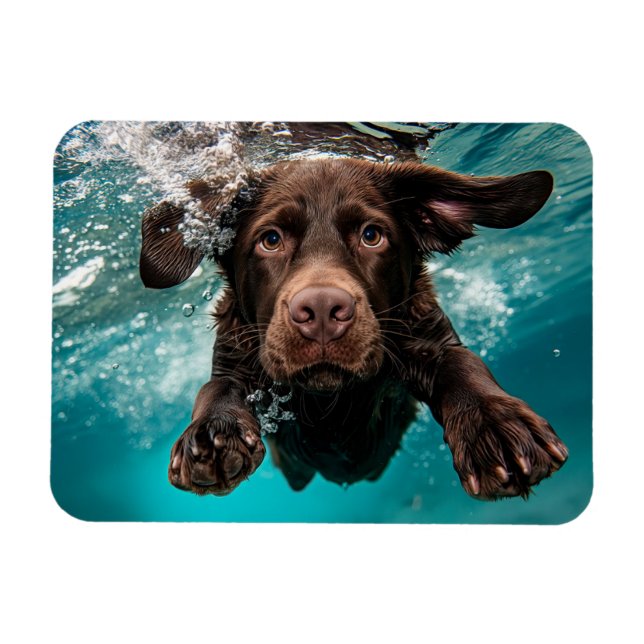Playful Chocolate Labrador Swimming Underwater Magnet (Horizontal)