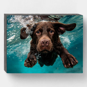 Playful Chocolate Labrador Swimming Underwater Wooden Box Sign