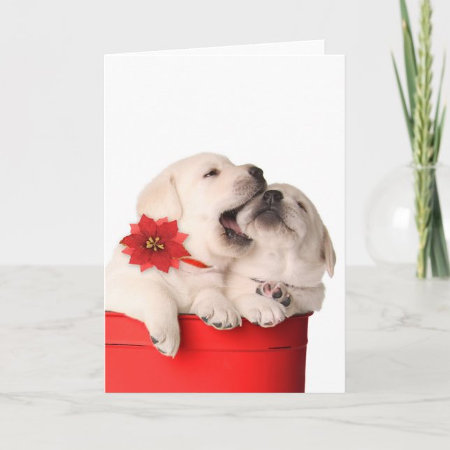 Playful Christmas Puppies In A Red Container Holiday Card (Front)