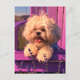 Playful Cuddly Shih Tzu Puppy Smiles (Dog Days) Holiday Postcard