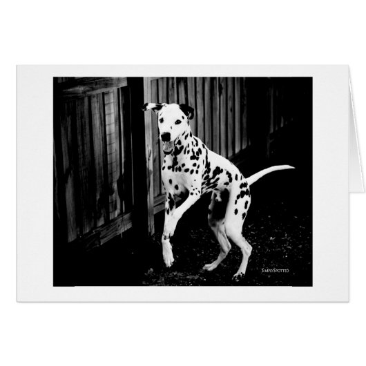 Playful Dalmatian Card (Front Horizontal)