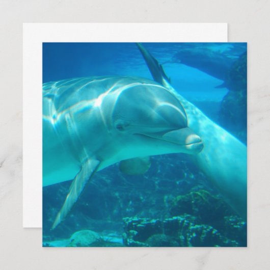 Playful Dolphins Invitations (Front/Back)