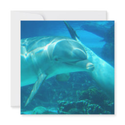 Playful Dolphins Invitations
