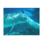 Playful Dolphins Postcards
