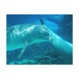 Playful Dolphins Postcards