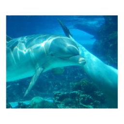 Playful Dolphins Poster
