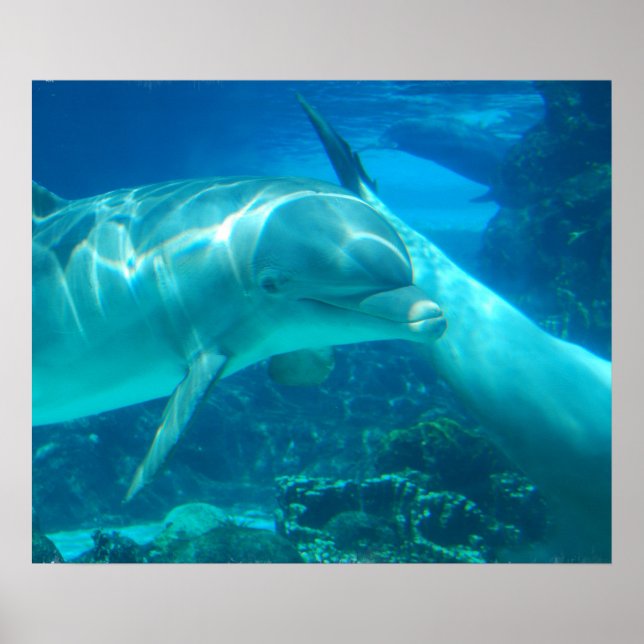 Playful Dolphins Poster (Front)