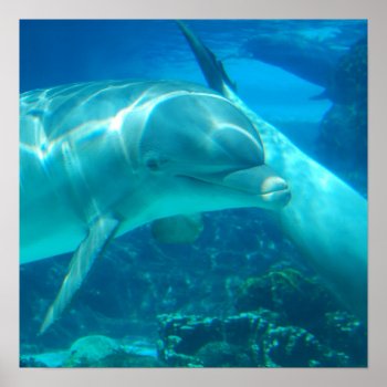 Playful Dolphins Print by WildlifeAnimals at Zazzle