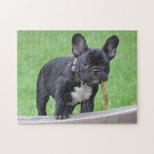 Playful French Bulldog Puppy Jigsaw Puzzle