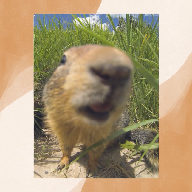 Playful Groundhog Close-Up Postcard (Creator Uploaded)