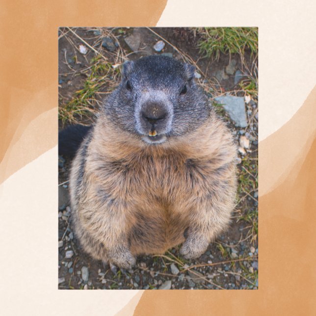 Playful Groundhog Close-Up Wildlife Postcard (Creator Uploaded)