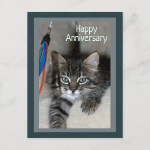 Playful Kitten Kimber Anniversary Postcard