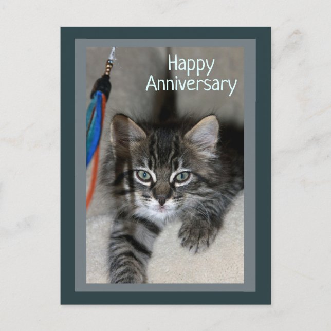 Playful Kitten Kimber Anniversary Postcard (Front)