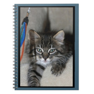 Playful Kitten Kimber Notebook