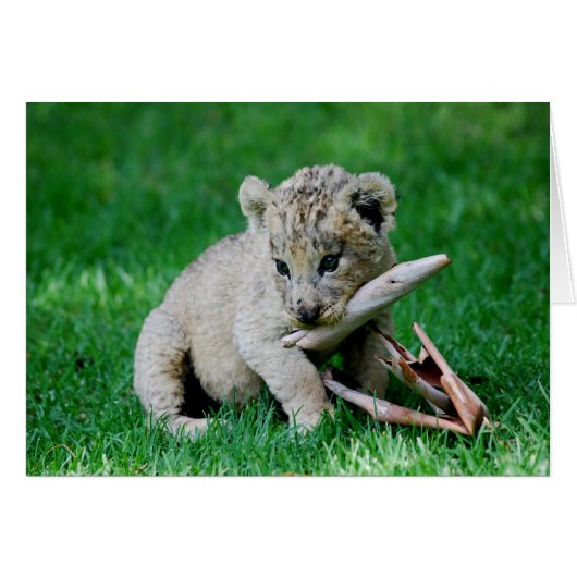 Playful lion cards (Front Horizontal)