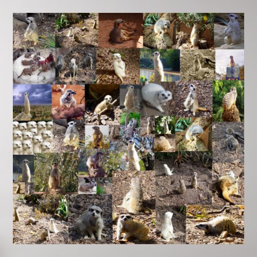 Playful Meerkats Large Photo Collage Poster