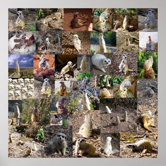 Playful Meerkats Large Photo Collage, Poster (Front)