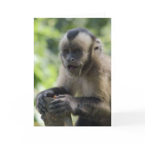 Playful Monkey  Greeting Card
