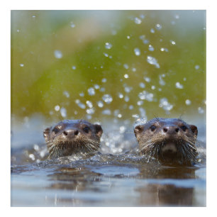 Playful Otters Popping Up Water Splash Acrylic Print
