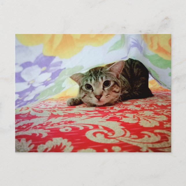 Playful Pet Cat Portrait In Bed Postcard (Front)