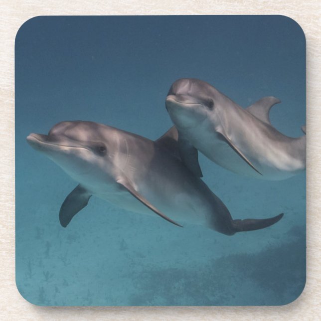 Playful Pose Drink Coaster (Front)