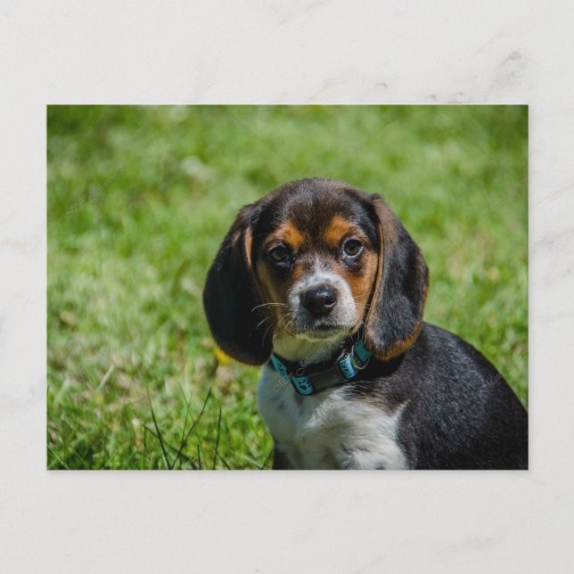 Playful Pup in the Grass Postcard (Front)