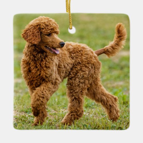 Playful Red Poodle Puppy Dog Ceramic Ornament