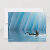 Playful Sea Otter (Front)