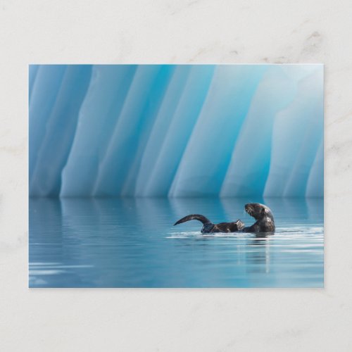 Playful Sea Otter Postcard