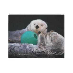Playful Sea Otters with Ball Toy Photographic Metal Print