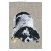 Playful Shih Tzu (Front)