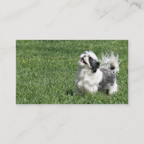 Playful Shih Tzu business card