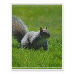 Playful Squirrel Temporary Tattoos