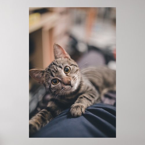 Playful Tabby Cat Photo Print