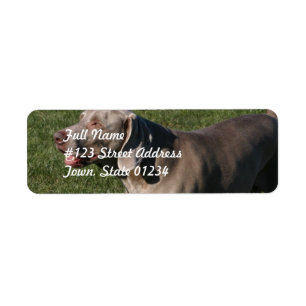 Playful Weimaraner Dog Mailing Label