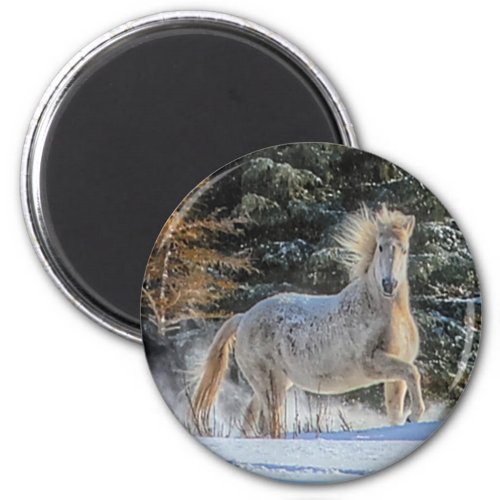 Playful White Horse in Winter Snows Photo Magnet