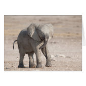 Playful young elephant (Front Horizontal)