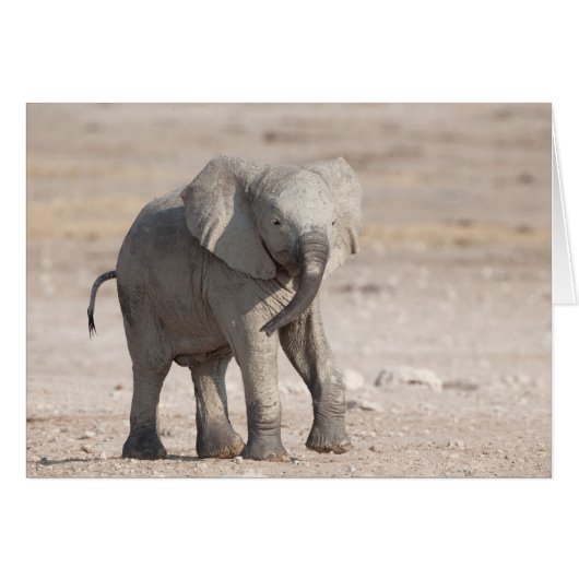 Playful young elephant cards (Front Horizontal)